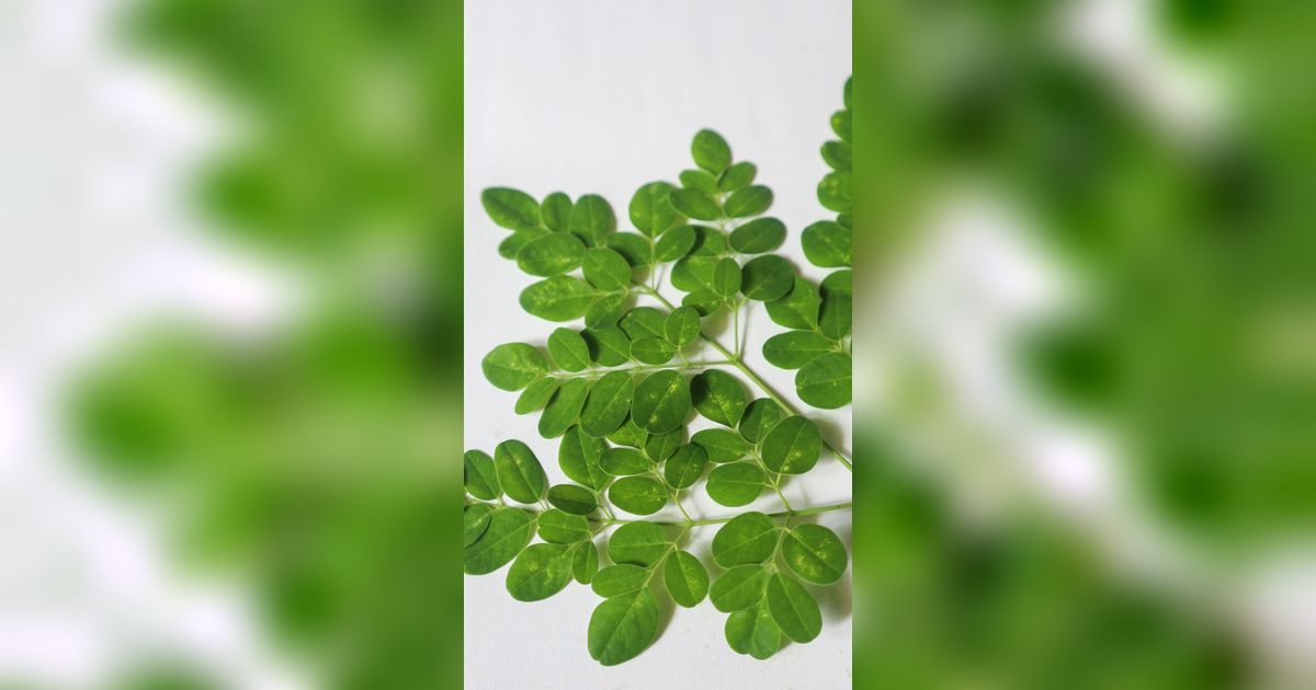Tak Cuma Busui, Ini Manfaat Daun Kelor untuk Cegah Stunting Pada Anak