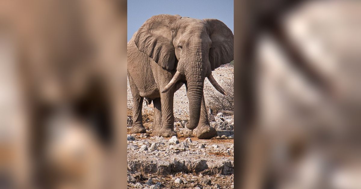 Bikin Miris, 100 Ekor Gajah Meninggal karena Kekeringan di Zimbabwe