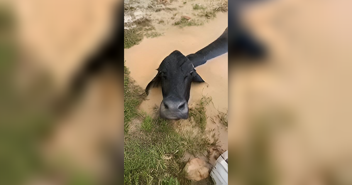 Sapi Terjebak di Kuburan saat Banjir, Mau Ngakak Tapi Kasihan