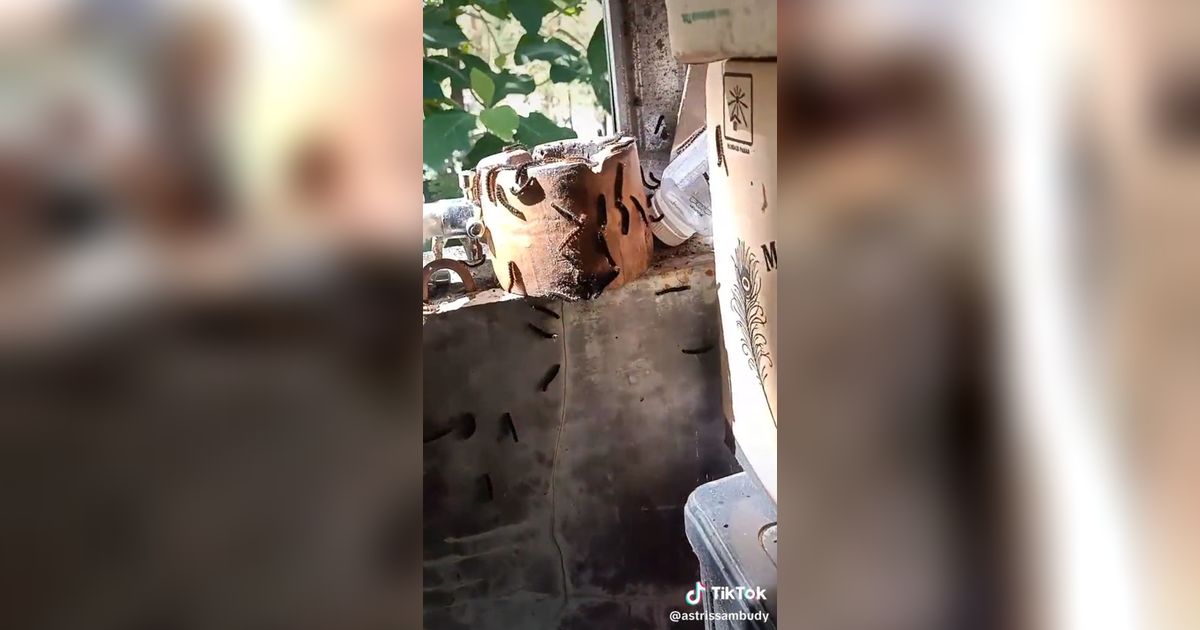 Bikin Merinding! Rumah Diserbu Ulat Jati