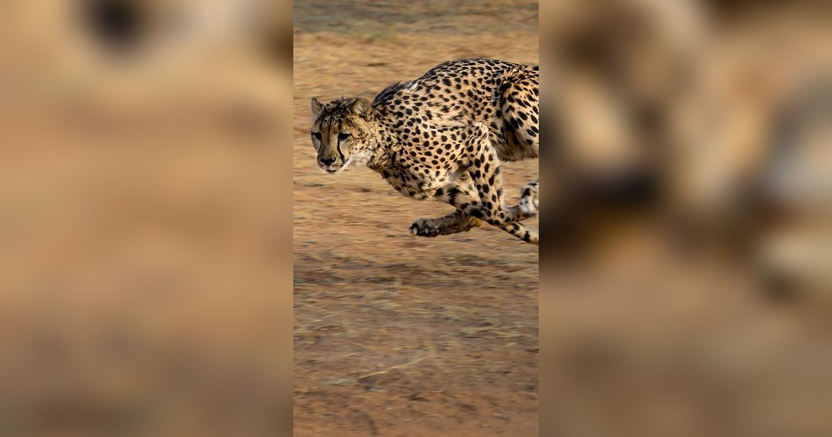 Terkenal Pelari Cepat, Ternyata Cheetah Bisa Diburu oleh 4 Hewan Ini