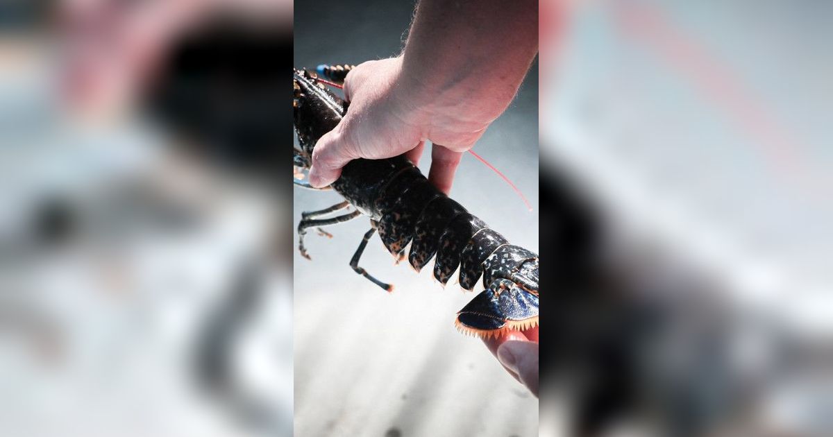 Menteri Trenggono Ingin Indonesia Punya Peran Strategis di Rantai Pasok Lobster Dunia, Begini Langkah Diambil