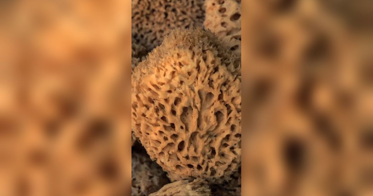 Ilmuwan Temukan Hewan Pertama yang Hidup di Bumi, Begini Bentuknya