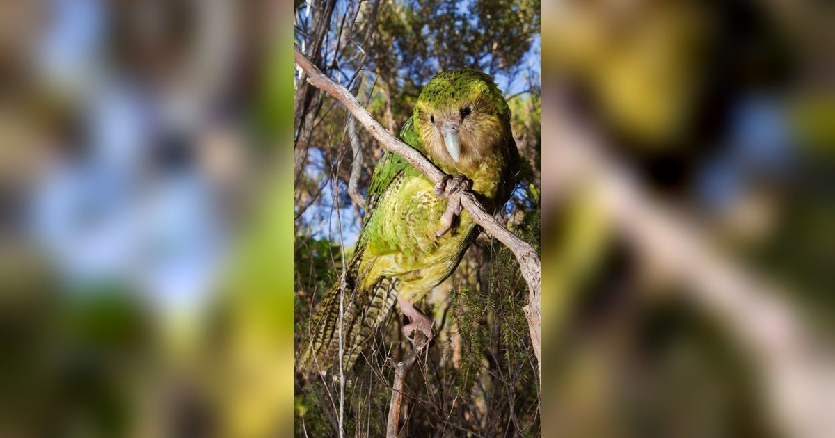 Deretan Hewan Unik di Selandia Baru, Ada Burung Hantu Setengah Beo