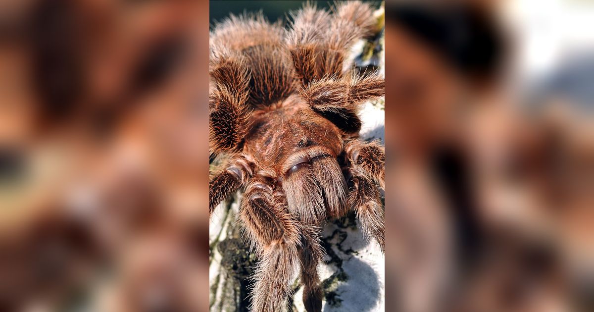 2 Spesies Baru Tarantula Ditemukan di Ekuador, Salah Satunya Agresif