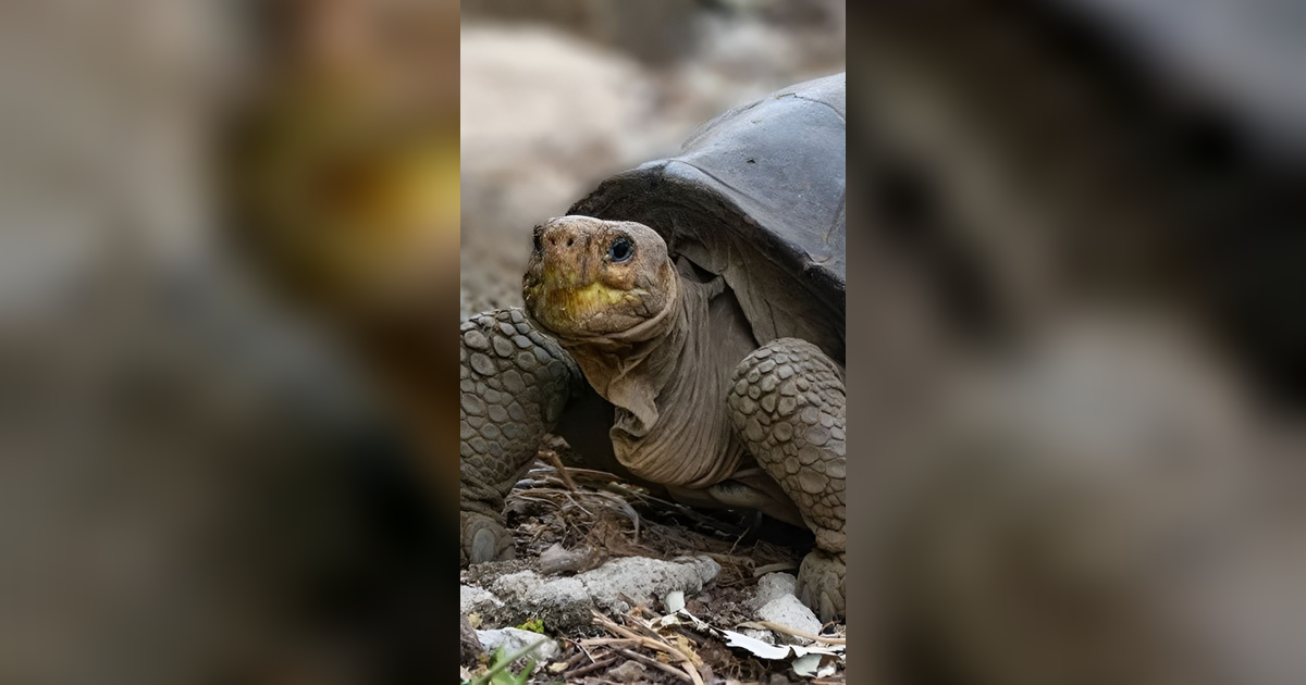 9 Hewan Langka, Unik, dan Aneh yang Hanya Hidup di Kepulauan Galapagos