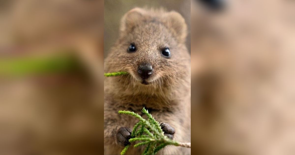 9 Hewan Pemalu dan Imut yang Belum Pernah Kamu Lihat Sebelumnya