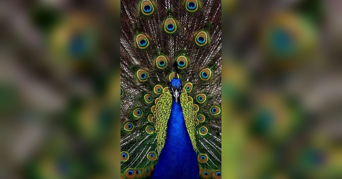 10 Burung Tercantik di Dunia, Tak Semuanya Gampang Ditemukan