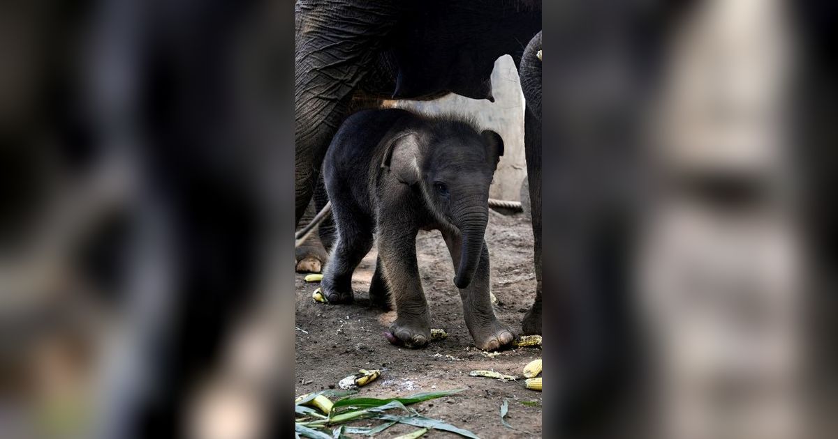 FOTO: Lucunya Bayi Gajah Sumatera Lahir dari Induk Berusia 45 Tahun di Bali Zoo