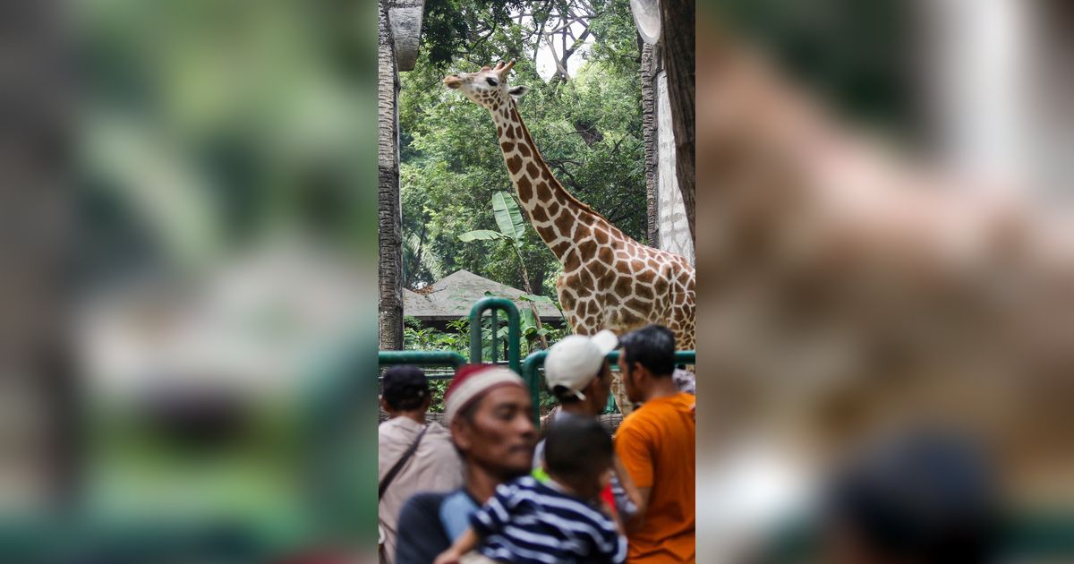 FOTO: Puluhan Ribu Wisatawan Kunjungi Taman Margasatwa Ragunan di Libur Natal