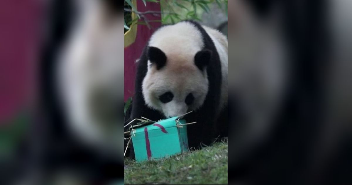 Video Lucu Panda dan Orangutan Buka Kado Natal, Isinya Bikin Penasaran