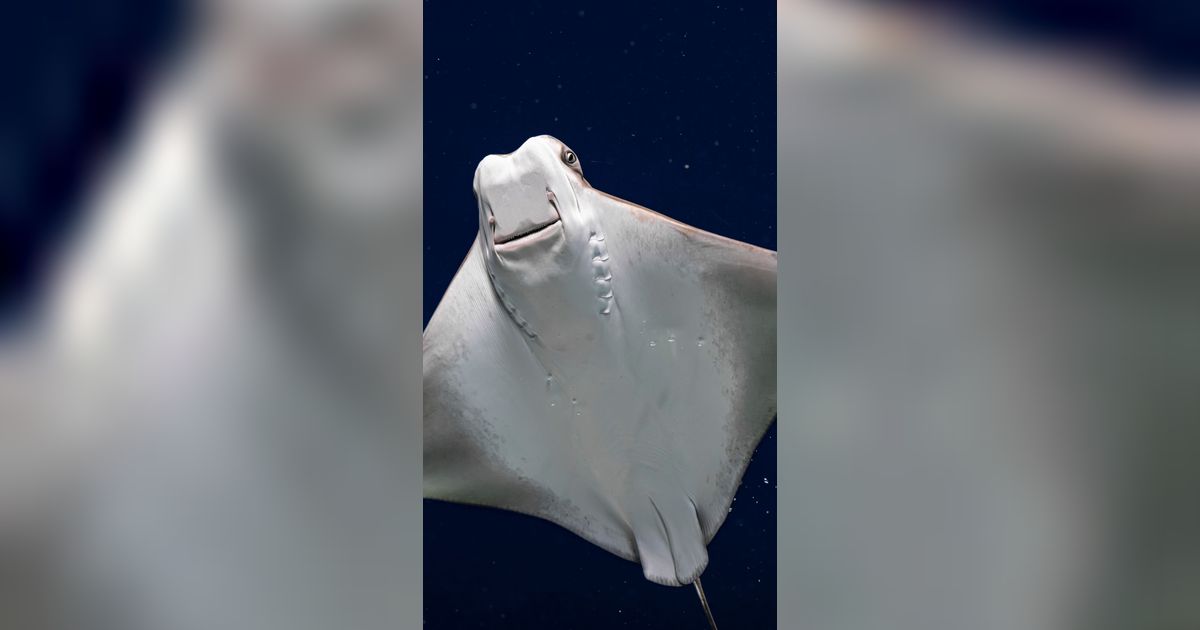 Hidup di Pulau Jawa, Ikan Ini Dinyatakan Sebagai Spesies Pertama yang Punah Akibat Ulah Manusia