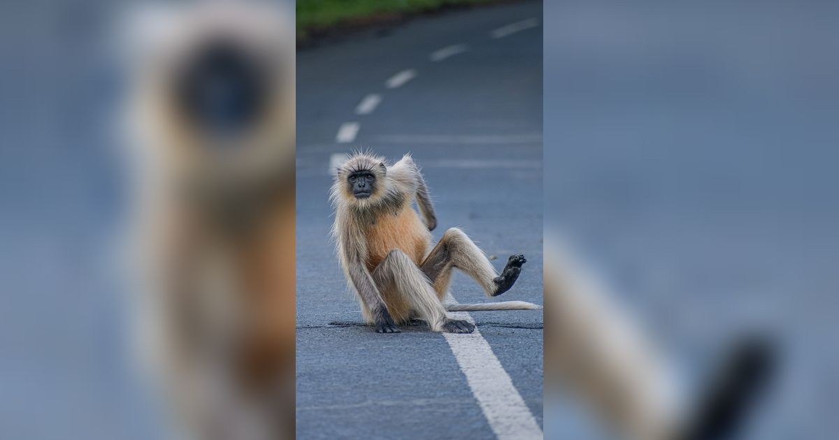 Kumpulan Foto Lucu Hewan, Momen Terbaik Jepretan Fotografer Andal