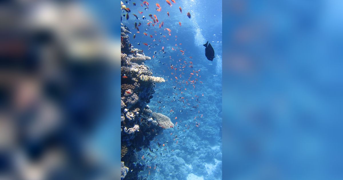 510 Juta Tahun Lalu, Setengah dari Kehidupan Laut Binasa Karena Hal ini