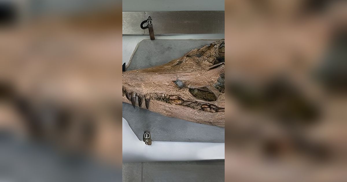 Monster Laut Raksasa Berhasil Digali Keluar dari Tebing, Bisa Membunuh Mangsa Sekali Gigitan