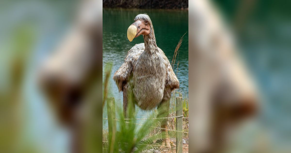 Akan Dibangkitkan dari Kepunahan, Begini Penampakan Burung Dodo yang Ikonik