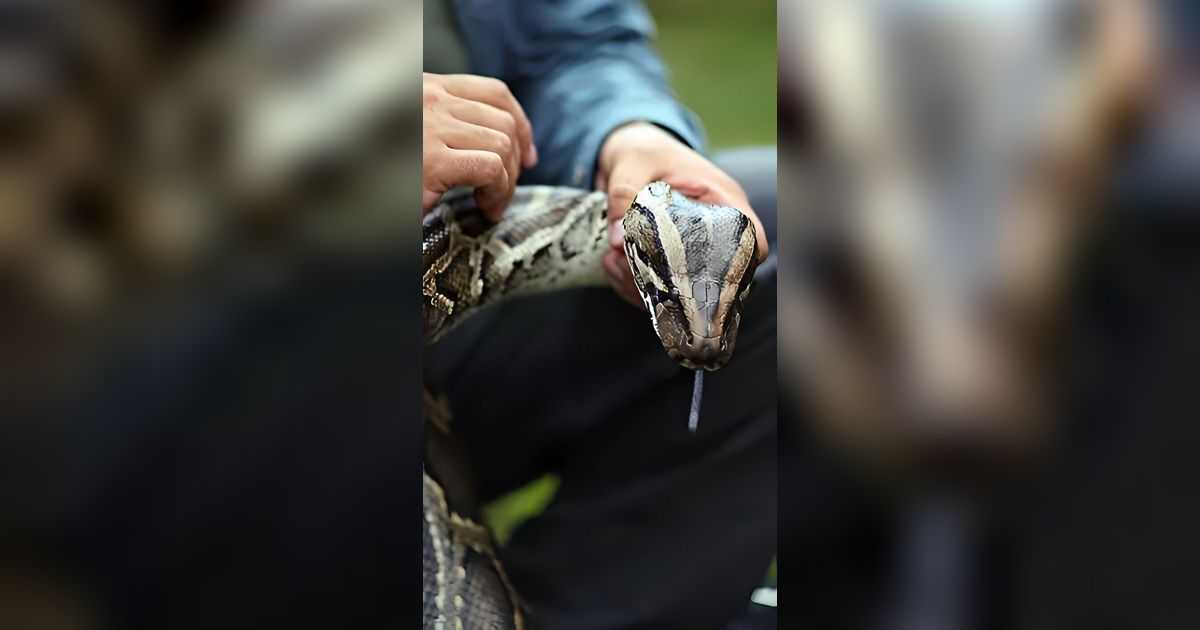 Mendadak Diserang dan Melilit Tubuhnya, Pria Ini Balik Gigit Ular Piton sampai Mati