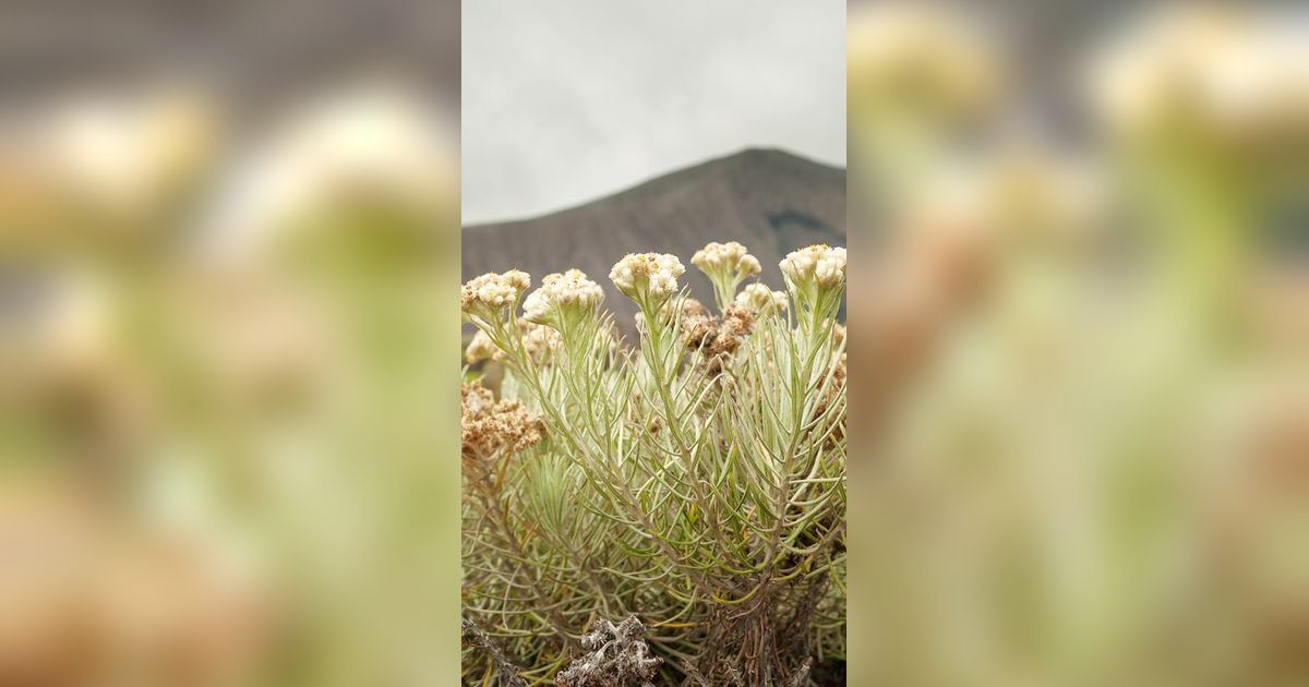 Mengunjungi Taman Edelweis di Lereng Gunung Bromo, Rasakan Sensasi Sehari Jadi Orang Tengger