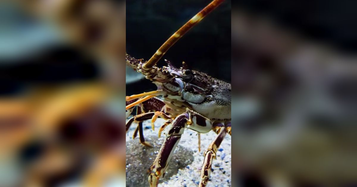 Bagaimana Cara Lobster Berkomunikasi dengan Temannya? Ternyata Begini
