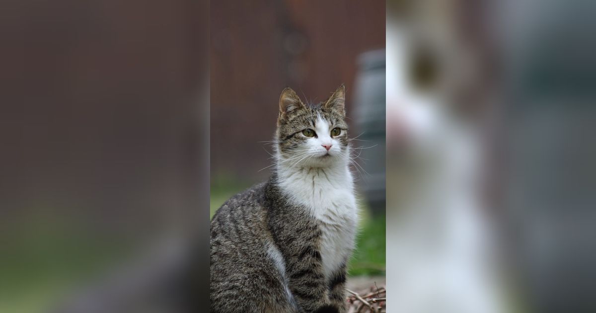 Berkenalan dengan Muezza, Kucing Istimewa dalam Agama Islam