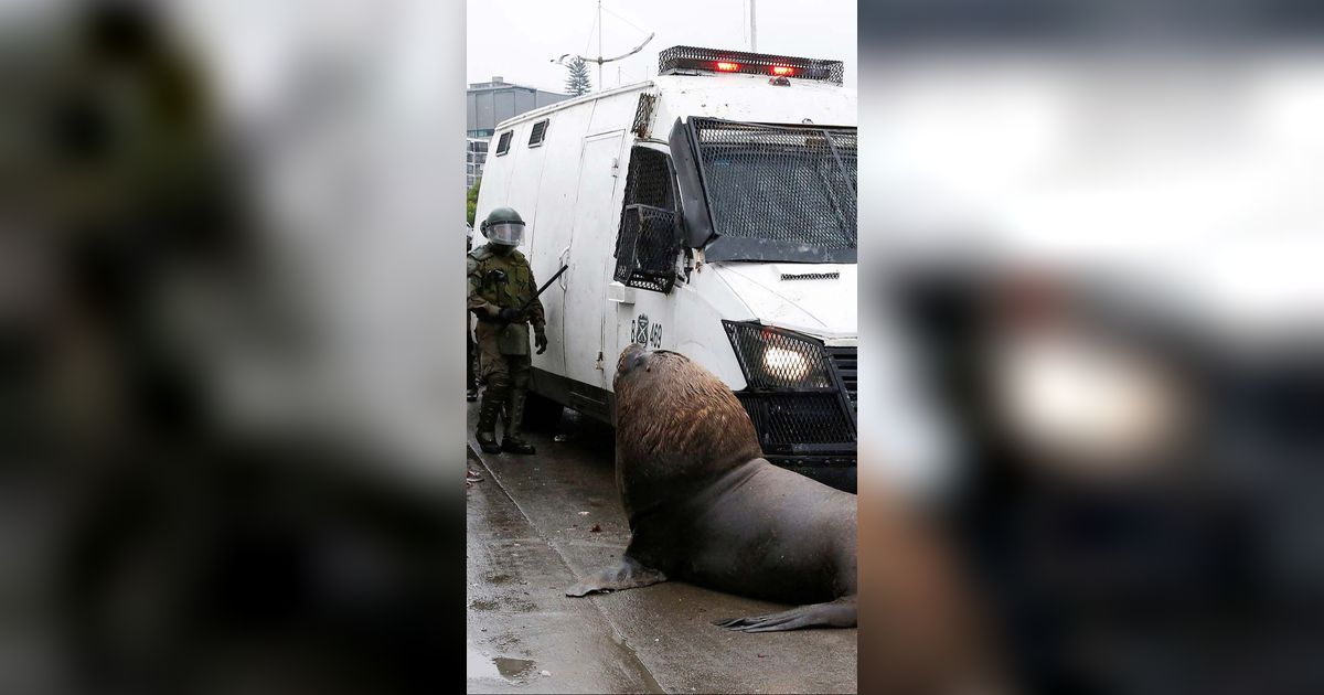 FOTO: Momen Singa Laut Turun ke Jalan Saat Demo Nelayan di Chile, Ikut Hadang Mobil Polisi