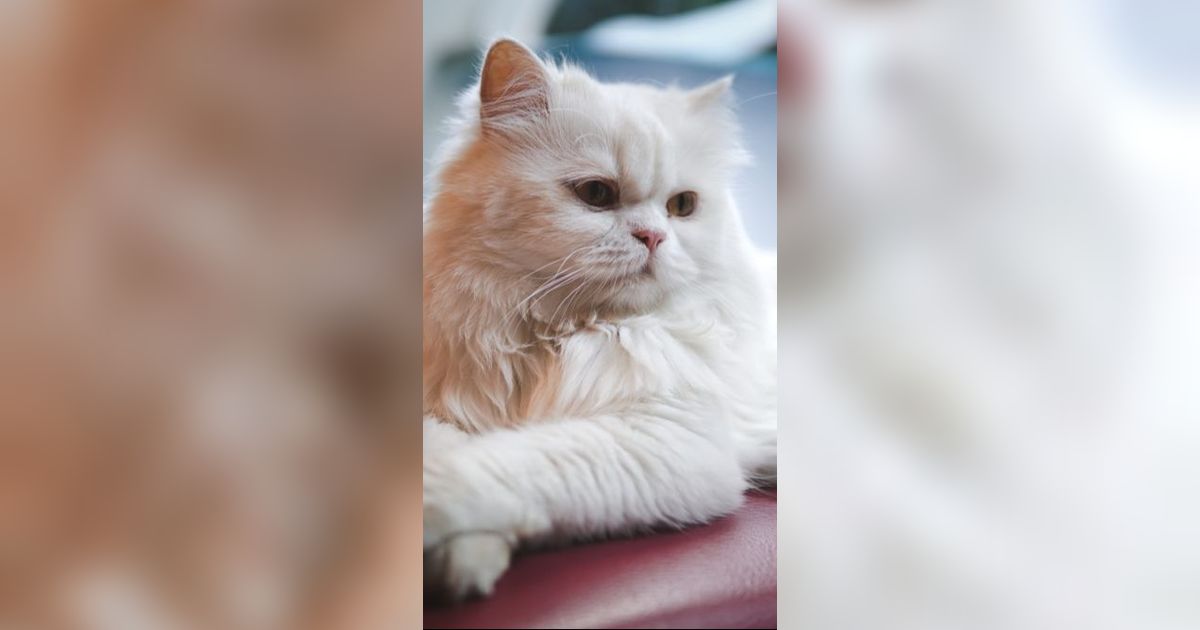 Jenis Kucing Persia jadi Hewan Peliharaan paling Menggemaskan, Kenali Ciri Khas Fisiknya