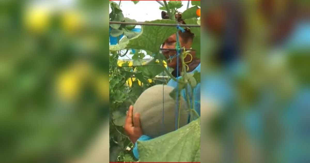 Petani Muda Semarang Ini Sukses Budidaya Melon di Tengah Kota, Pecahkan Rekor Dunia