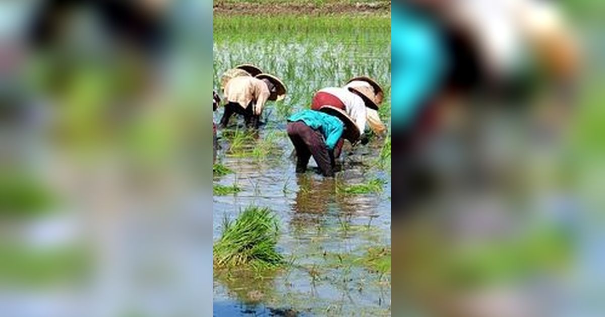 Ternyata Tanam Padi Sudah Dilakukan Sejak 3.000 Tahun Lalu oleh Bangsa Ini