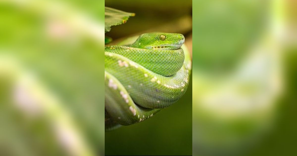 Heboh Penemuan Spesies Ular Baru Penghuni Taman Paling Berbahaya di Peru, Namanya Unik