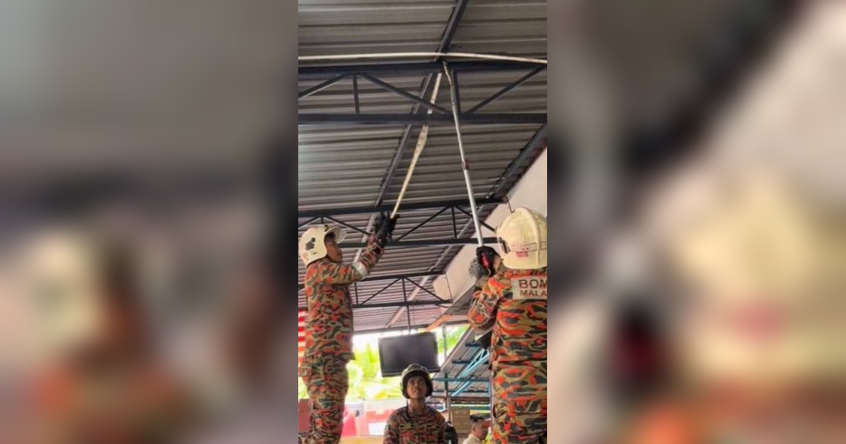 Pengunjung Heboh Ada Ular Besar Gelantungan di Atap Warung, Aksi Santai Damkar Saat Menangkapnya Jadi Sorotan