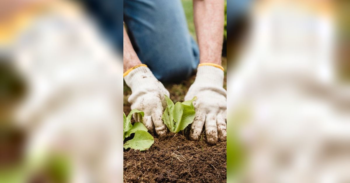 BPS Ungkap Mayoritas Petani di Indonesia Cuma Lulus SD