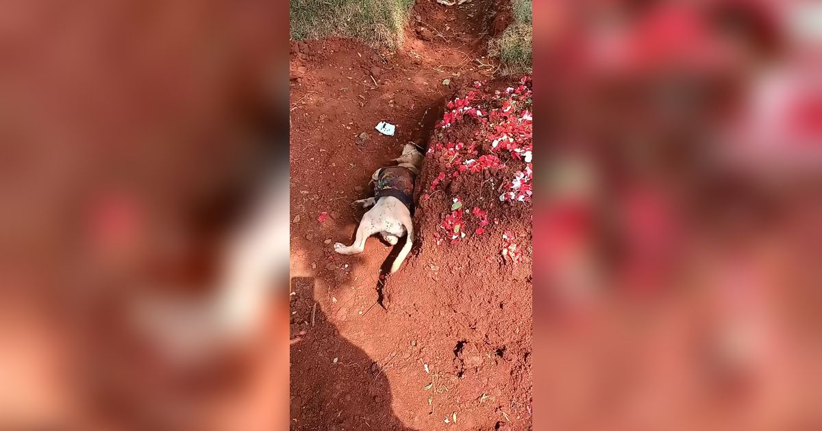 VIDEO: Sedih, Seekor Anjing Tak Ingin Tinggalkan Makam Majikannya