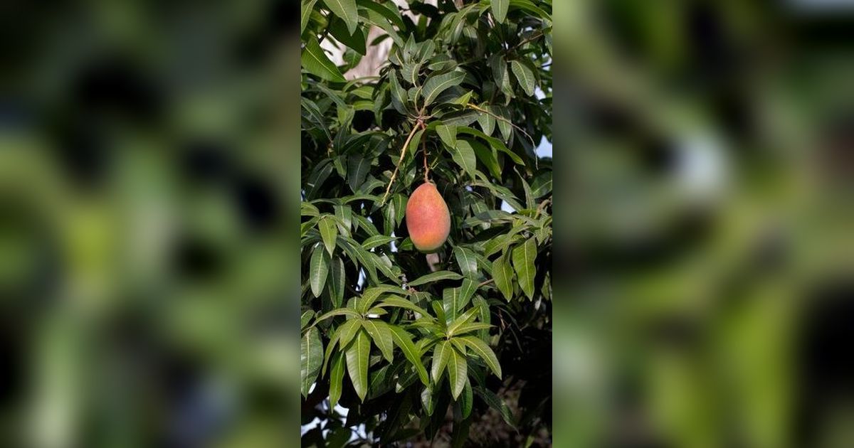 Tak Hanya Buahnya yang Enak, Daun Mangga Ternyata Bisa Mengurangi Penumpukan Lemak di Perut