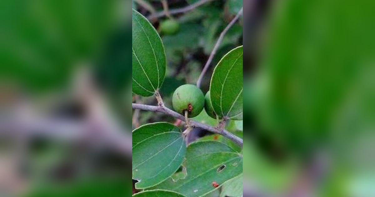 Daun Bidara Berguna untuk Kesehatan Tubuh, Pahami Manfaat Tanaman Herbal yang Disebutkan dalam Al-Quran