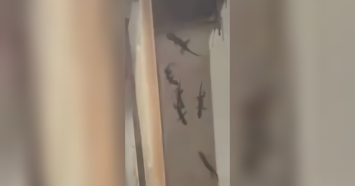 Merinding! Wanita Usir Tokek Dikira Jumlahnya Cuma Satu, Ternyata Satu Squad, Netizen: 'Itu Duit Lagi Ngumpul di Balik PIntu'