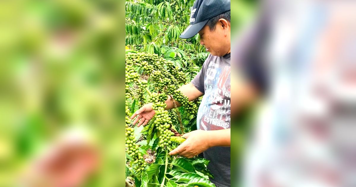 Full Senyum Jenderal Jadi Petani Bersiap Panen Kopi, Nasib Lebih Baik di 2024