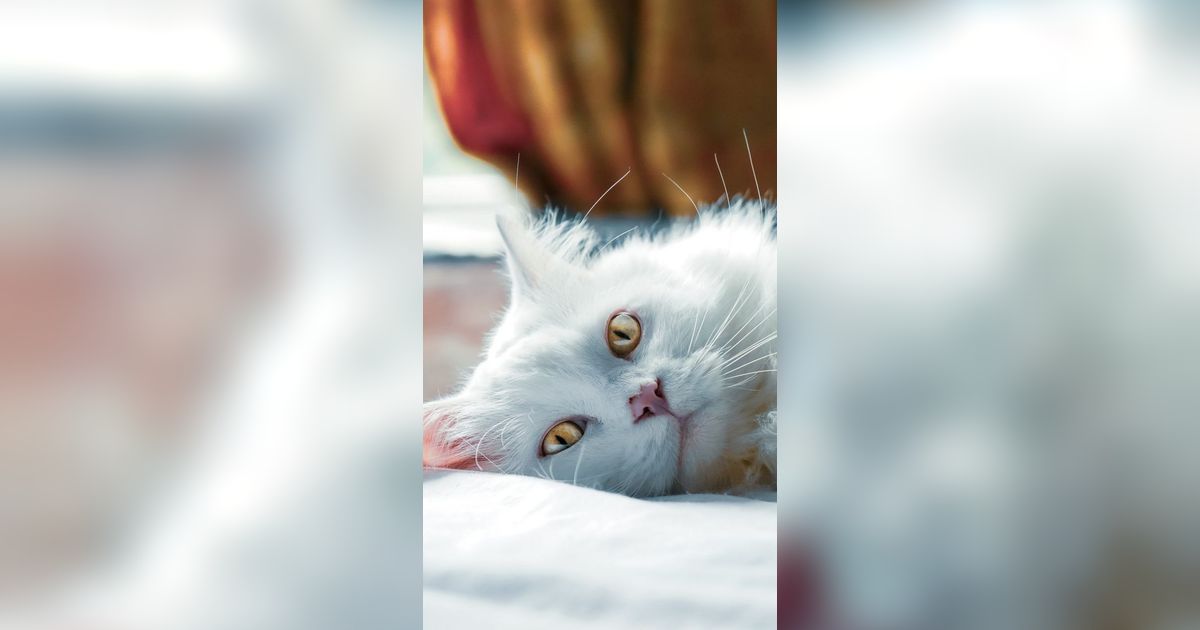 Ciri-ciri Kucing Anggora dan Persia, Jangan Tertukar