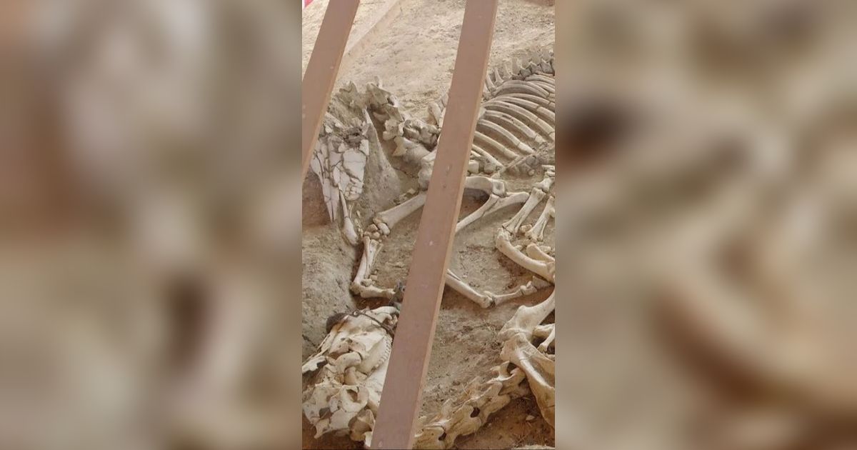 Viral Penemuan Makam Orang Kaya Yunani Kuno, Dikubur dengan Kereta Kencana dan Kudanya