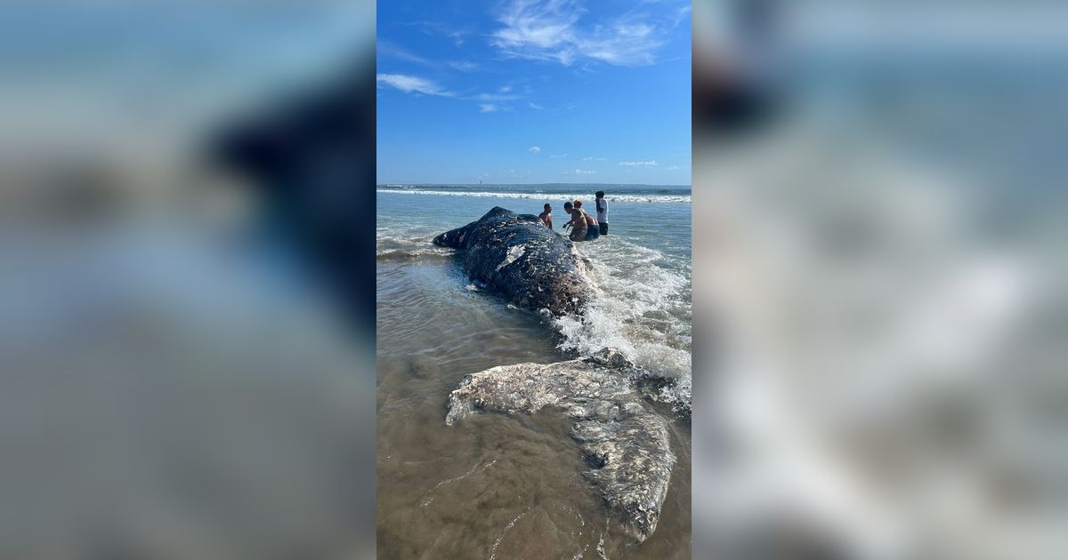 Bangkai Paus Sperma Seberat 1 Ton Terdampar di Pantai Legian Bali