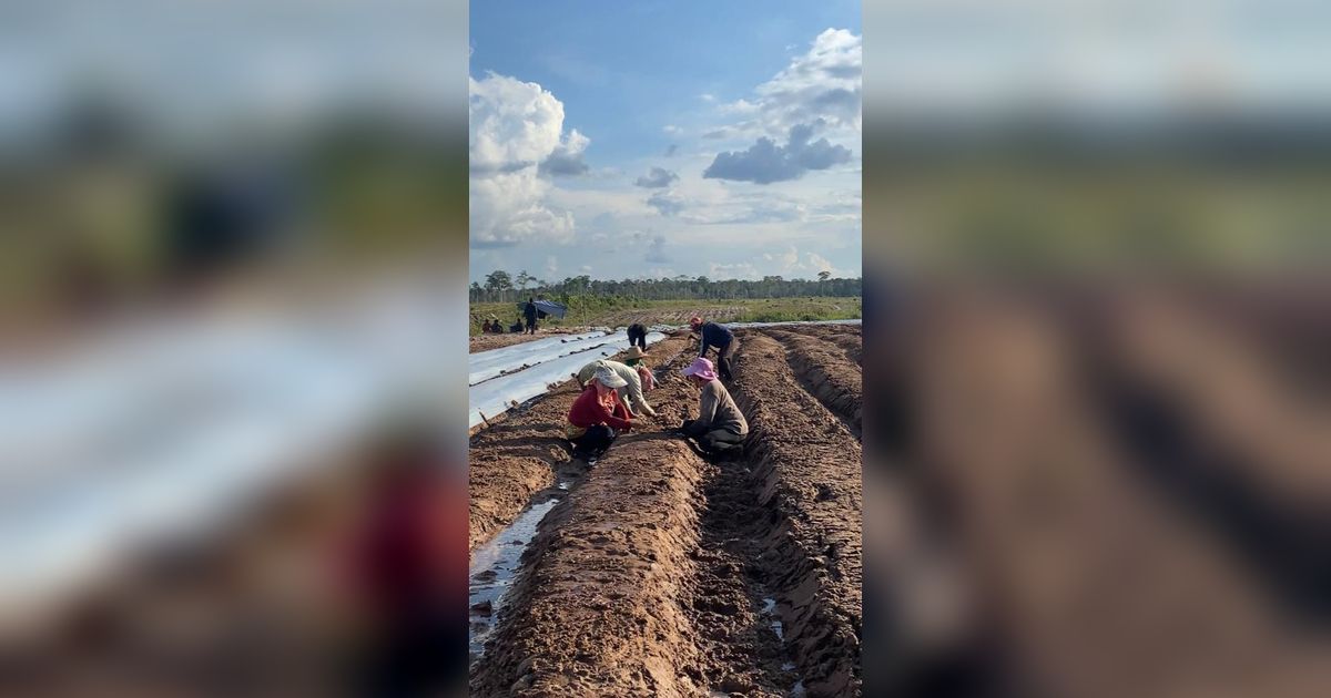 Kementan Asistensi Teknologi di Lahan Food Estate Gunungmas Kalteng