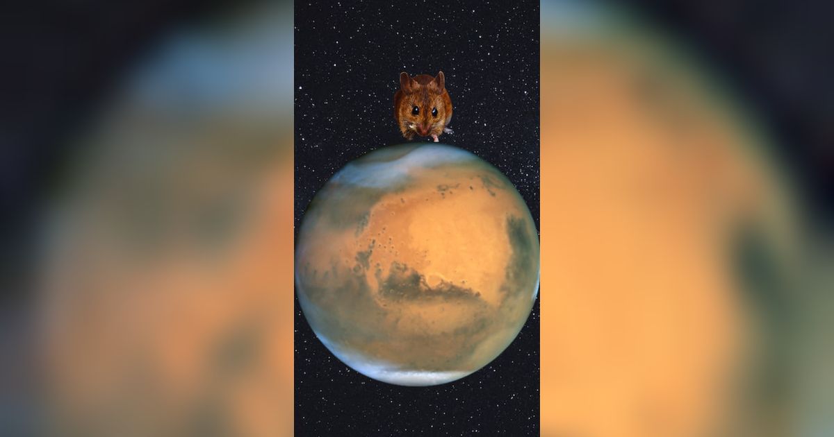 Ilmuwan Ungkap Tikus Bisa Hidup di Planet Mars, Temuan Ini Jadi Buktinya