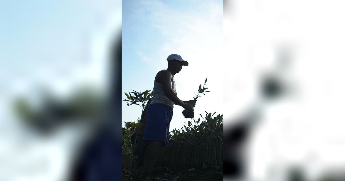 Cerita Kelompok Tani Tunas Tanjung Harapan Lestarikan Mangrove di Deli Serdang