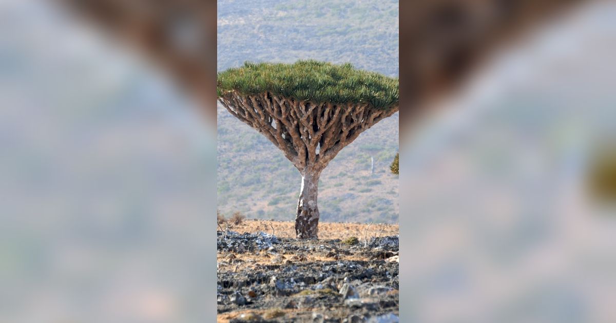 Socotra, Pulau Tempat Dajjal Dirantai Tuhan?