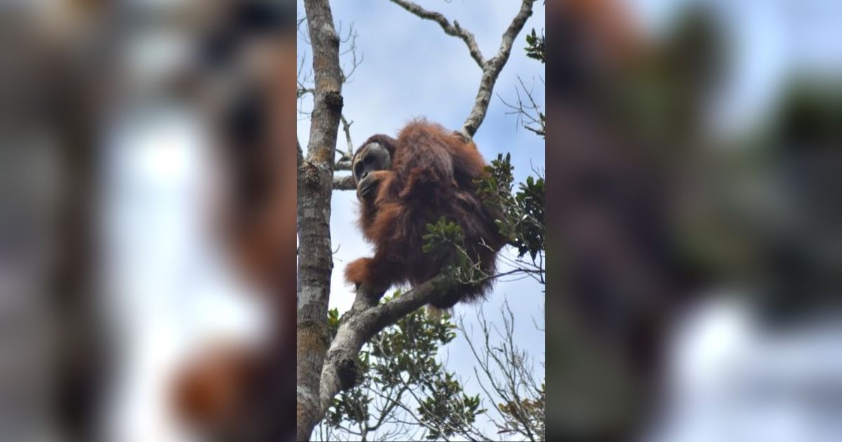 Mengenal Orang Utan Tapanuli, Spesies Jenis Baru di Hutan Sumatra