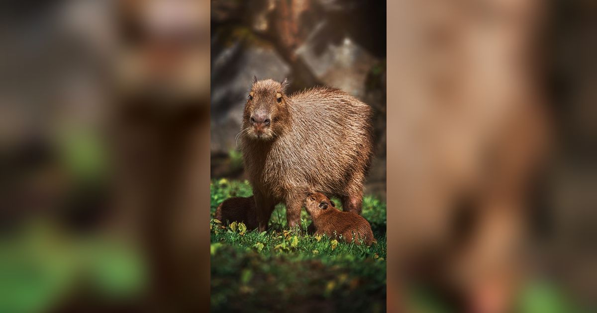 Si Viral Kapibara: Benarkah Seramah Itu?