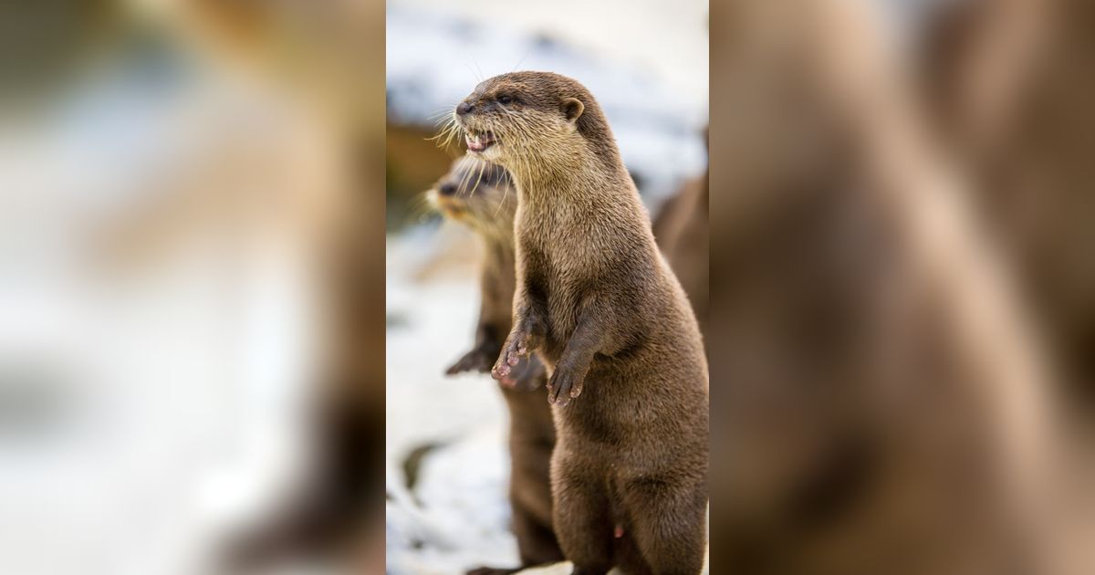 Fakta Otter Hewan Lucu yang Hobi Main