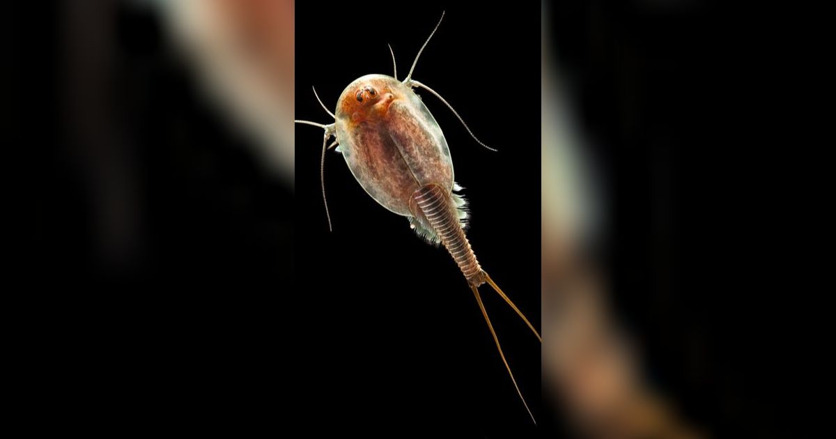 Fakta Triops: Udang Kecebong Bermata Tiga