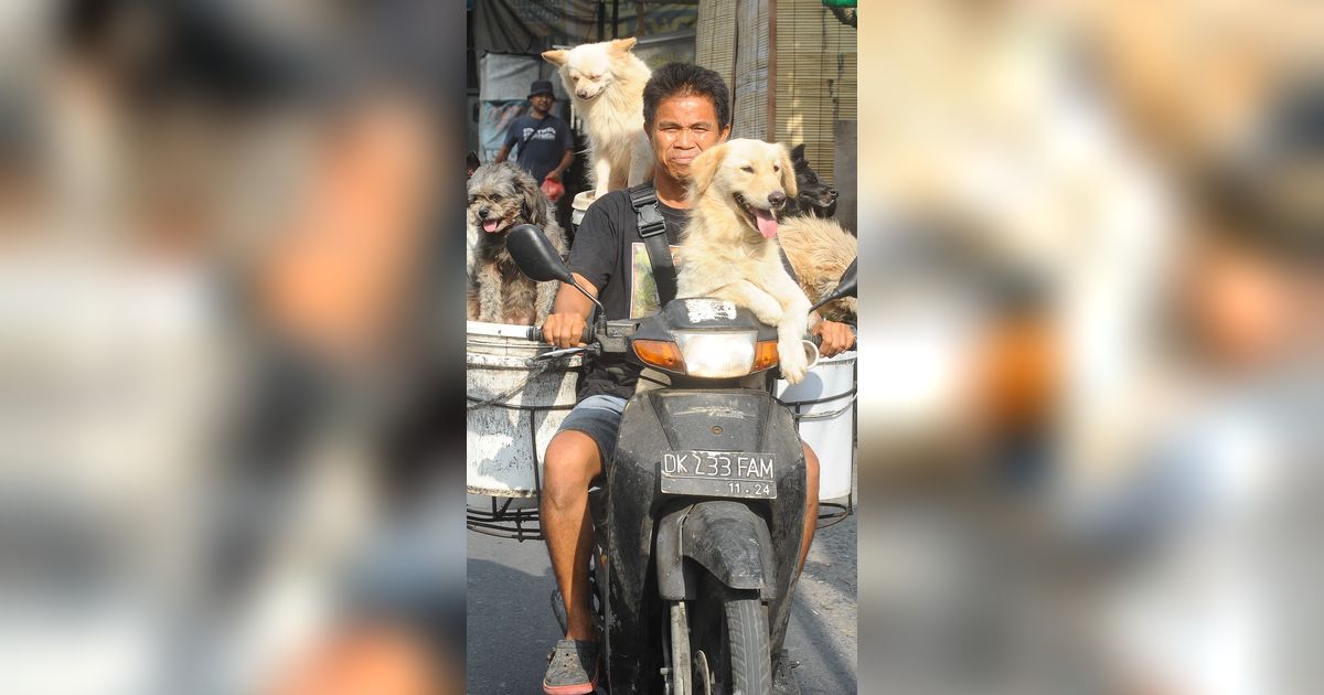 Kisah I Ketut Lelut Bersama Anjing-Anjingnya Memburu Limbah Restoran di Bali