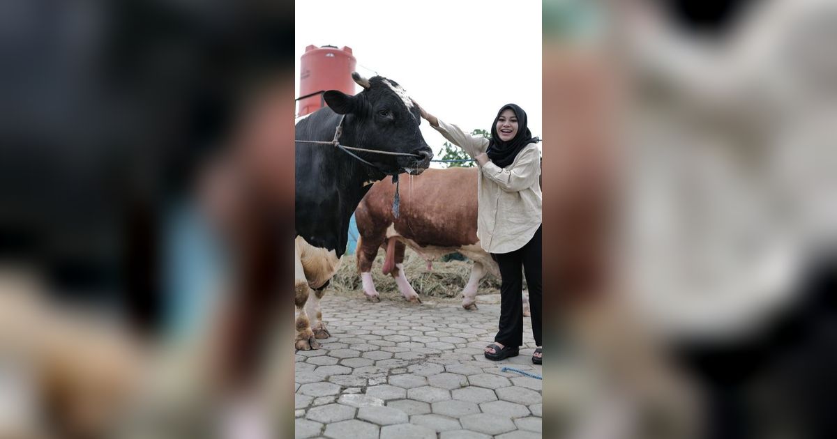 Jelang Idul Adha, Ini Deretan Artis Beli Sapi Jumbo untuk Kurban