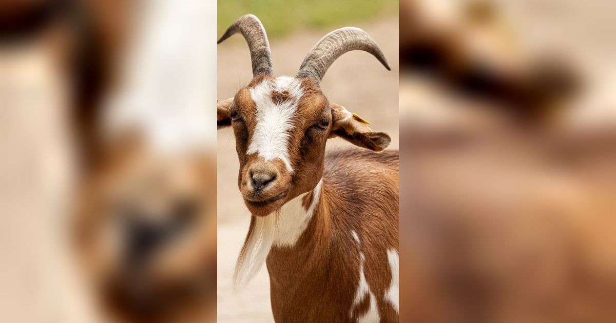 Hukum Memotong Rambut dan Kuku bagi Orang yang Berkurban, Pahami Dalilnya